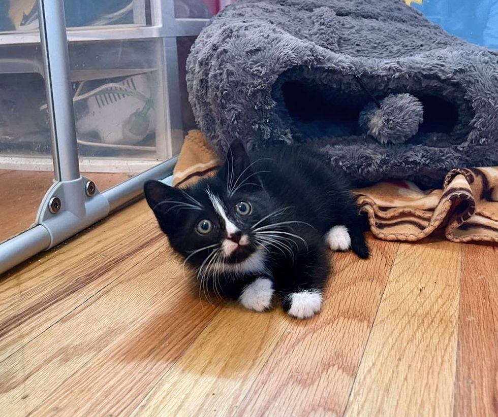 tuxedo kitten playful