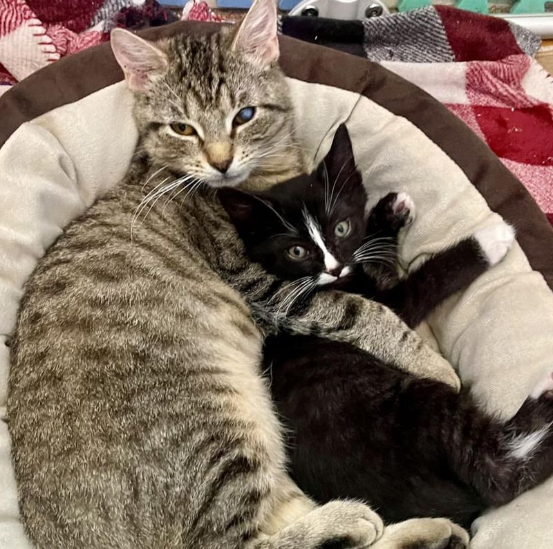 cat cuddles kitten friends