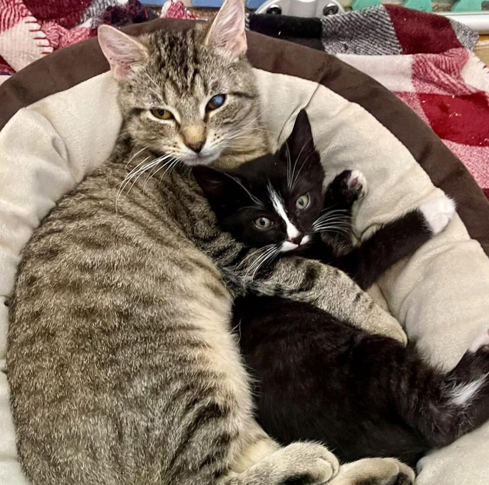 cat cuddles kitten friends