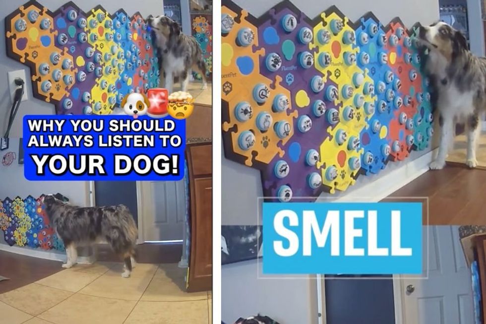 Australian Shepherd uses talk buttons as a creative way to warn family of laundry disaster