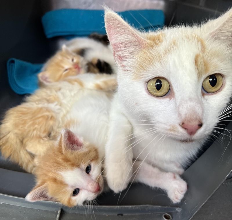 cat nursing kittens