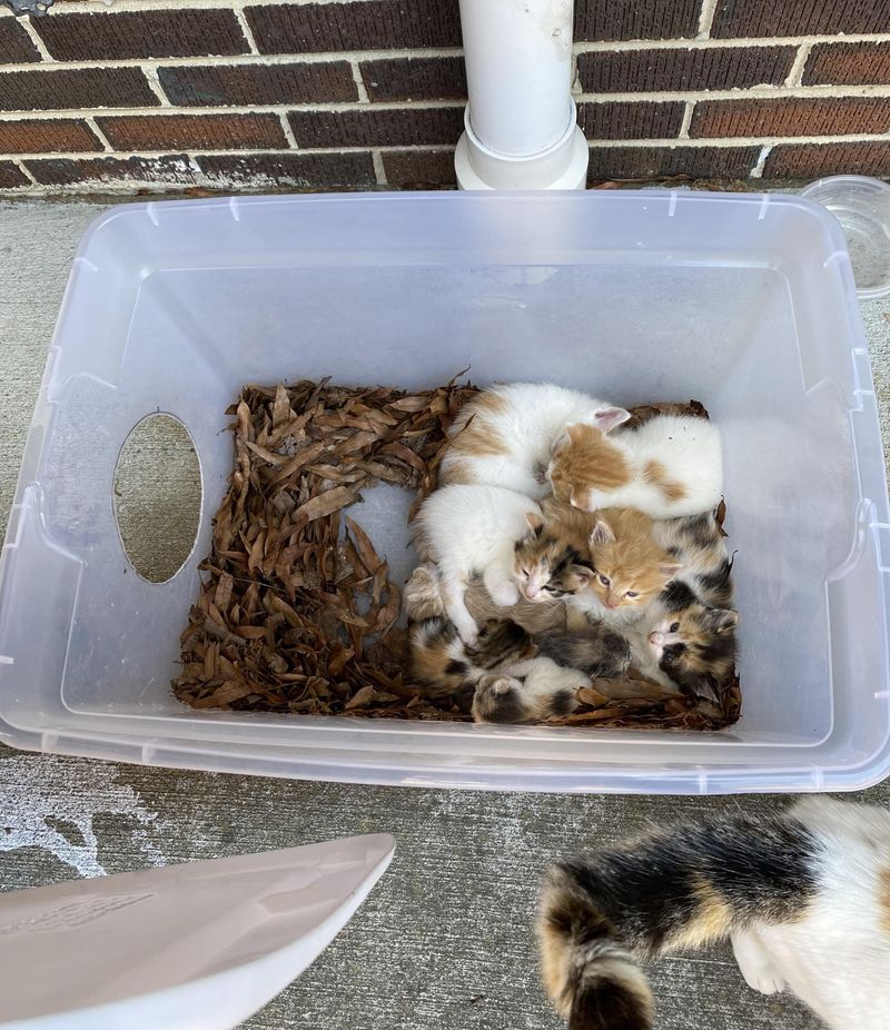 kittens tub stray