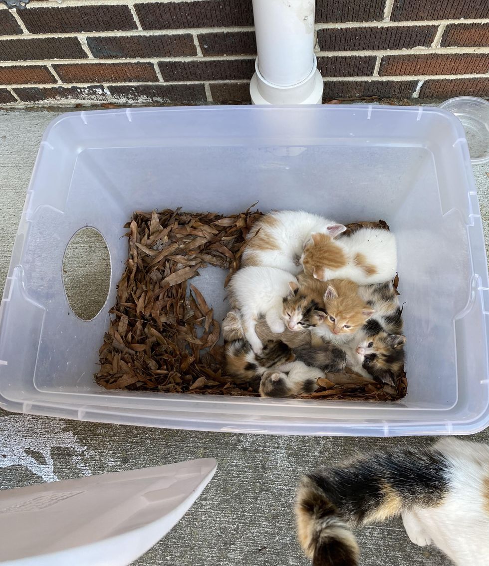 kittens tub stray
