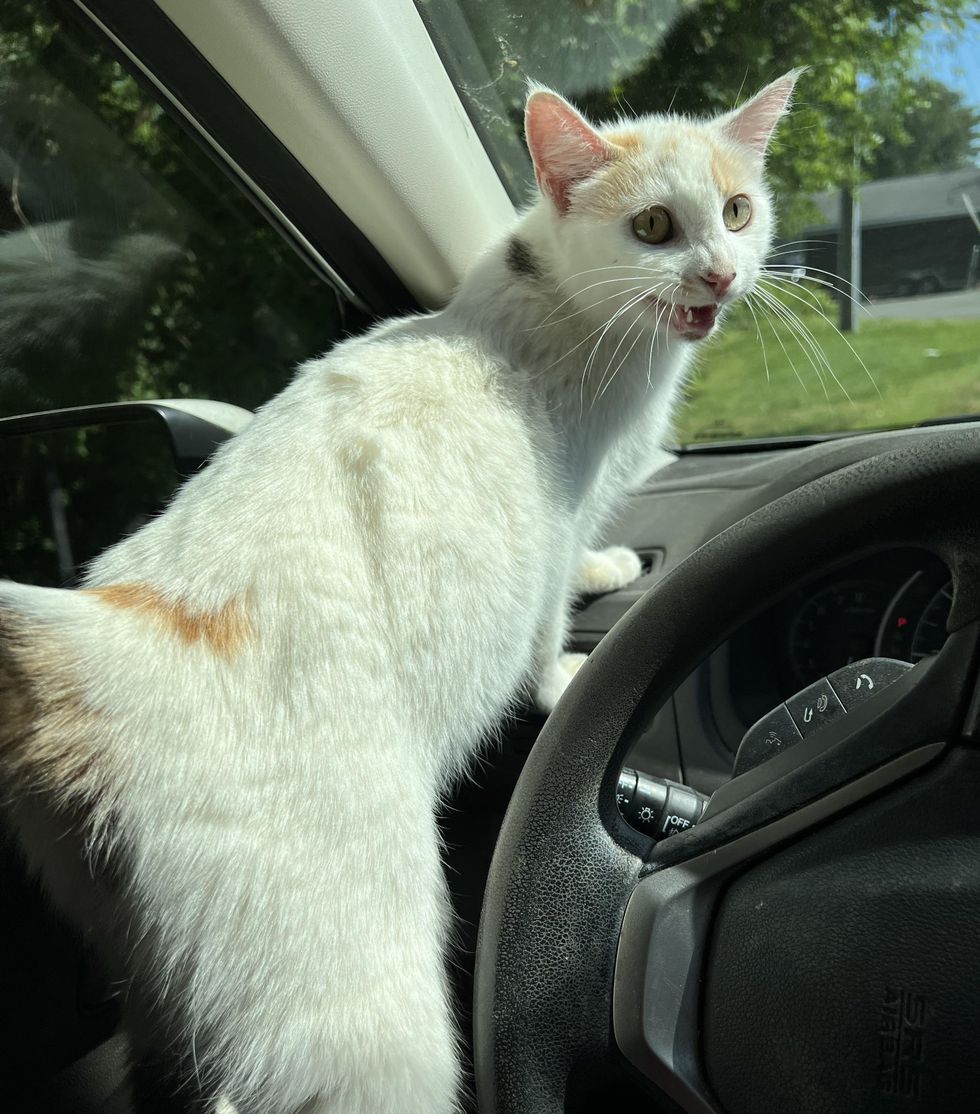 stray feline  wrong  car