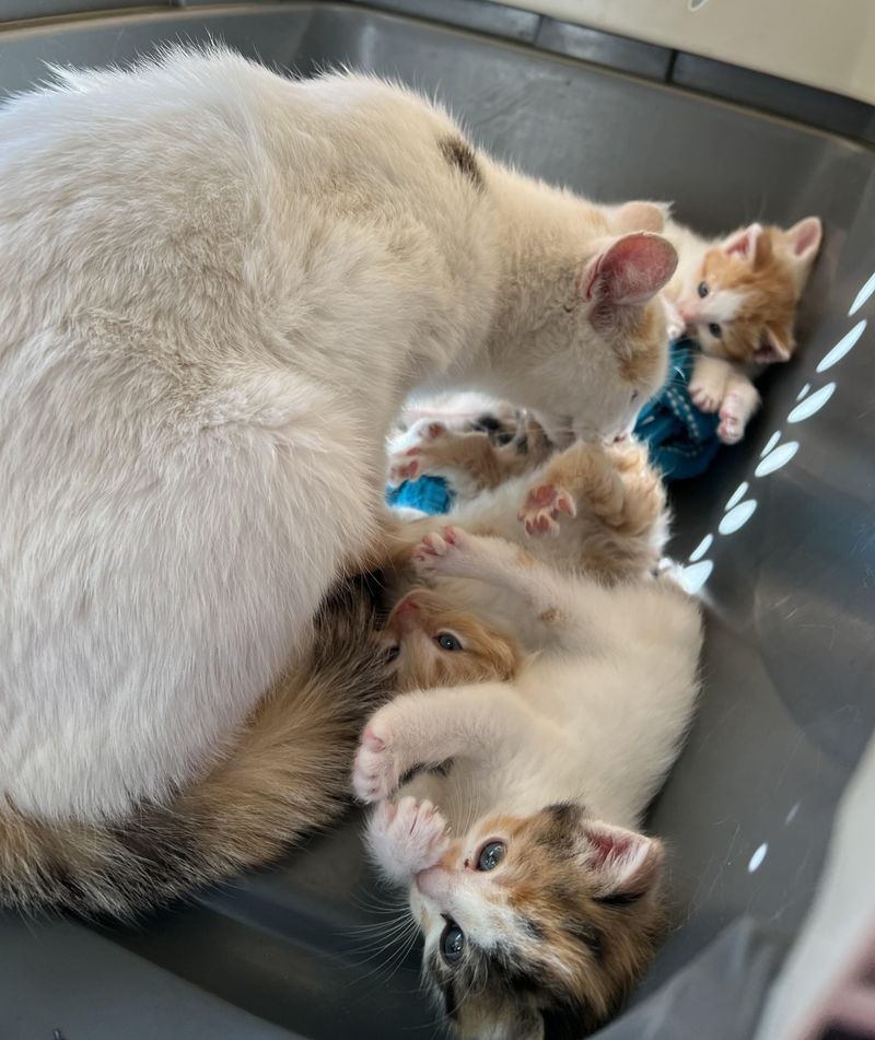 cat tending to kittens