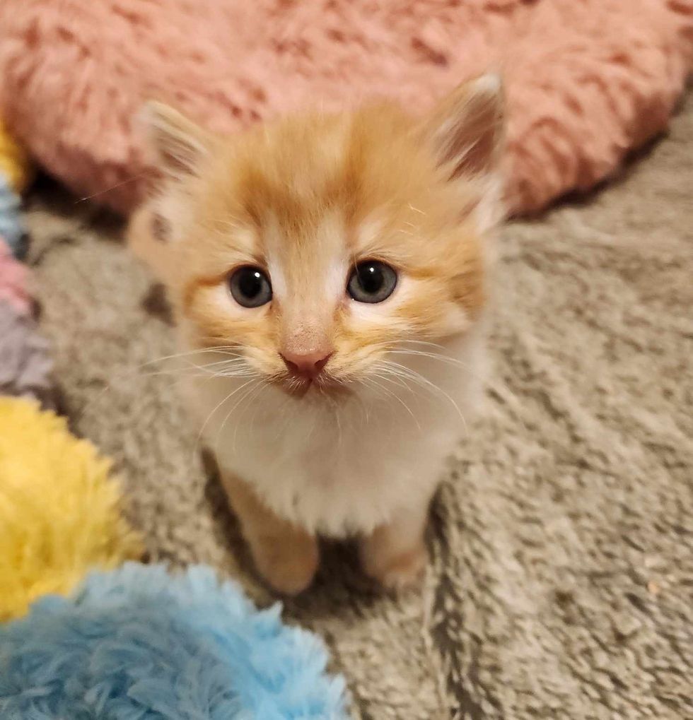 sweet ginger kitten