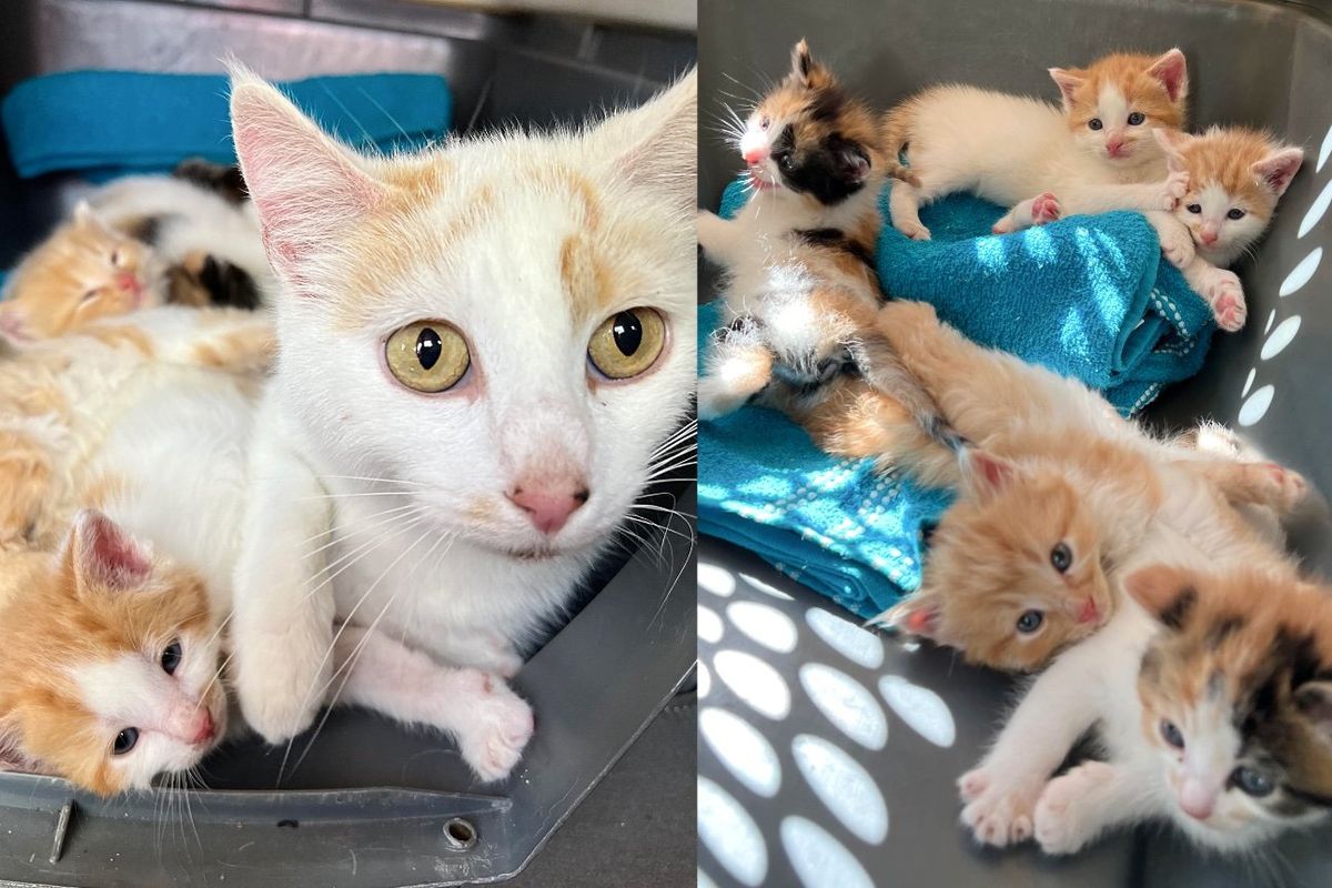 Cat Leads Kind Person to a Tub of Kittens She's Looked After, She's So Happy to Finally Have Help