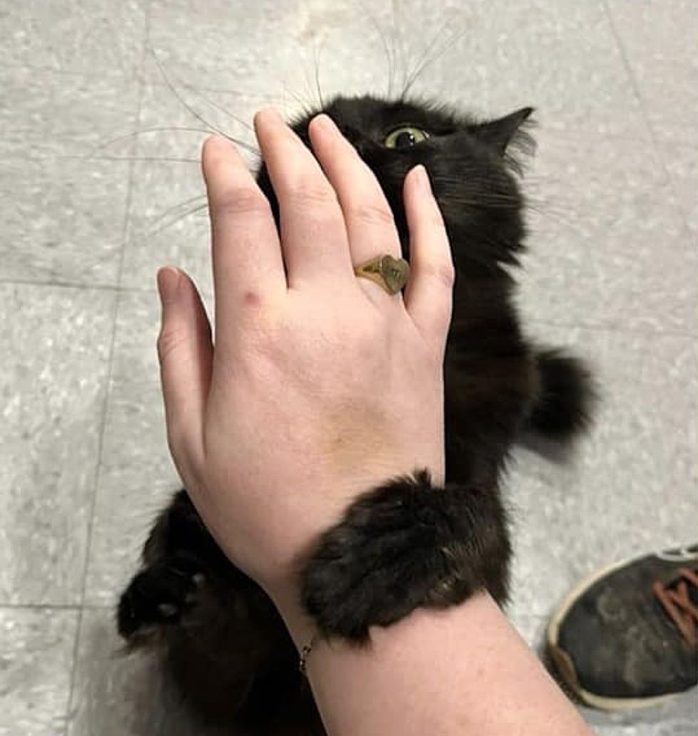shelter feline  clasp  hands