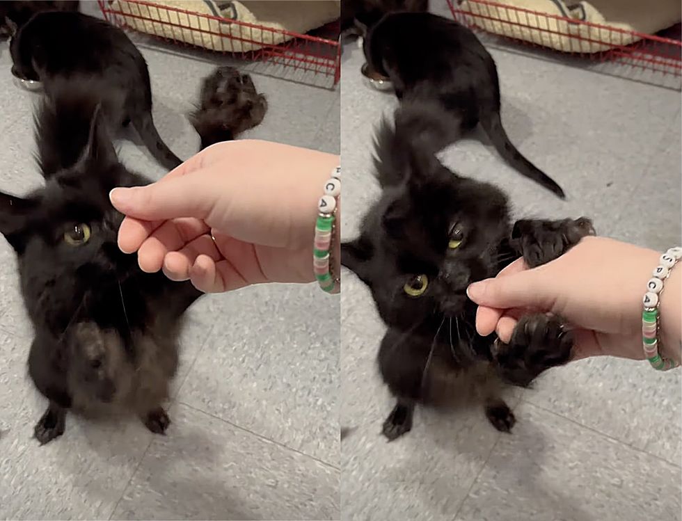 shelter cat hug hand