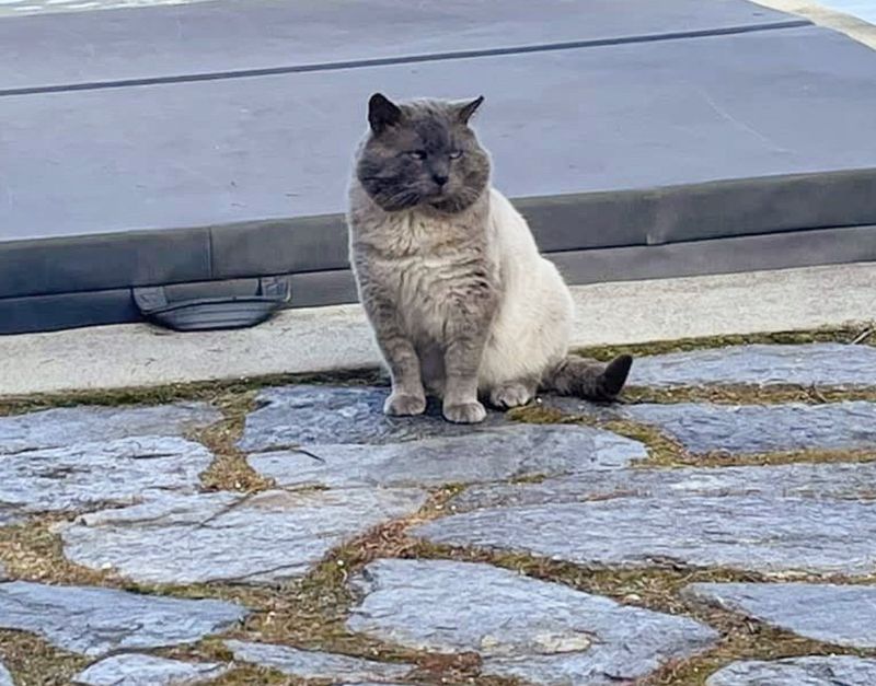 cat big cheeks rescued