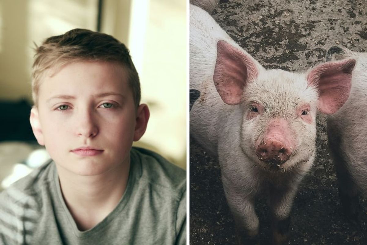 kid looking straight at the camera and some pigs