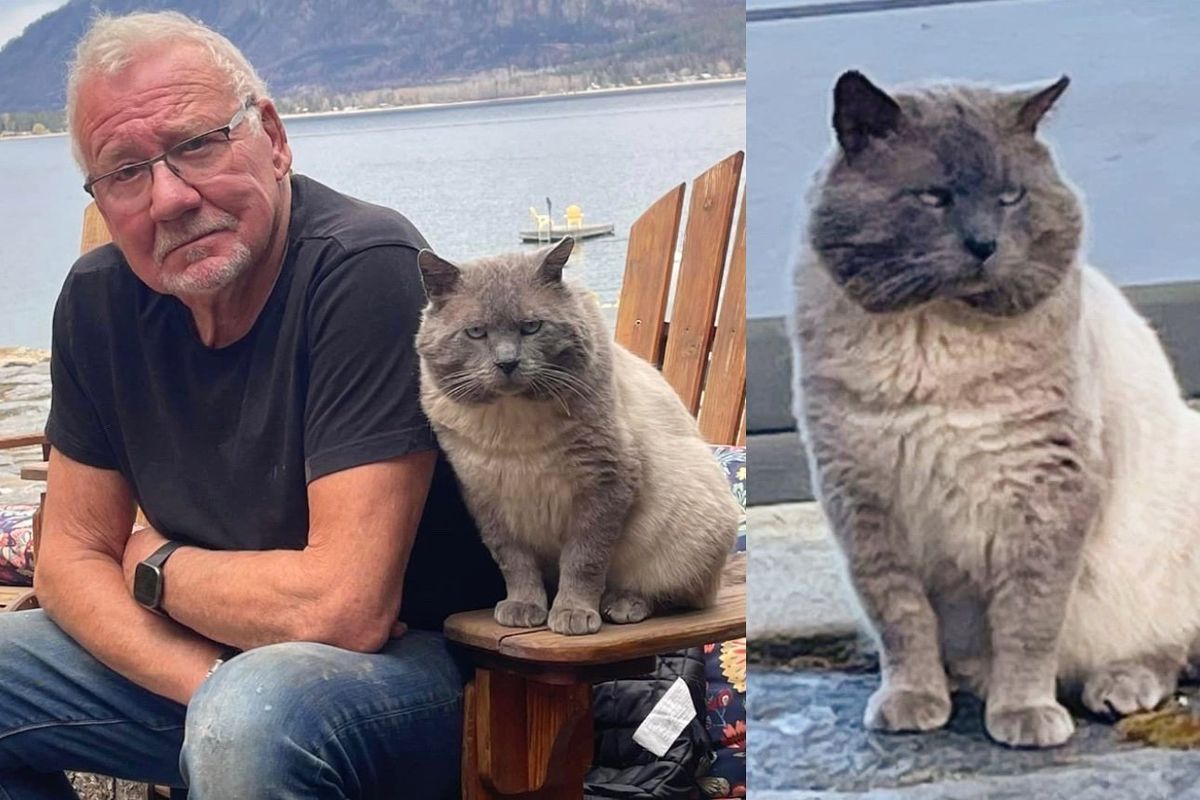Man Has Never Been Cat Guy But Has His Heart Stolen by 'Grumpy Looking' Cat with Big Cheeks and Droopy Eyes