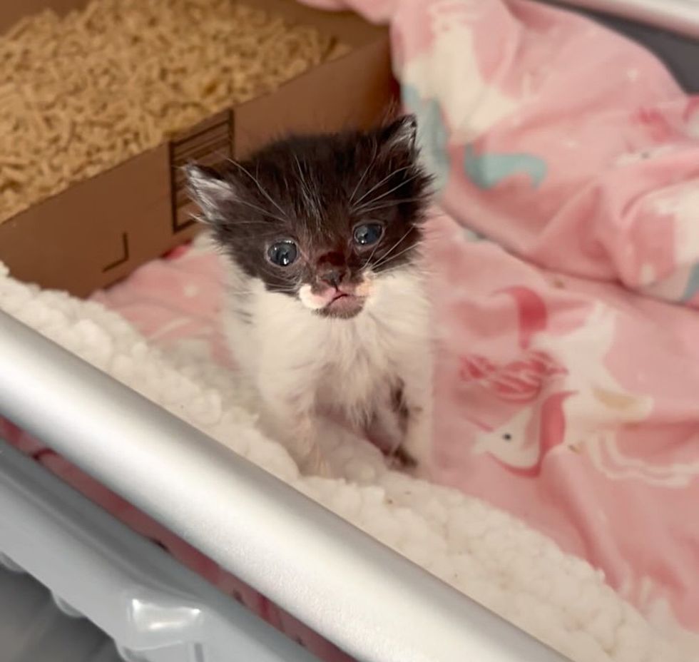 tiny kitten sweet