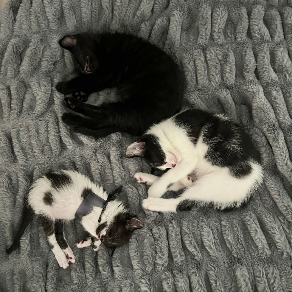kittens sleeping