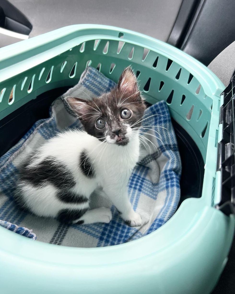 cute kitten carrier