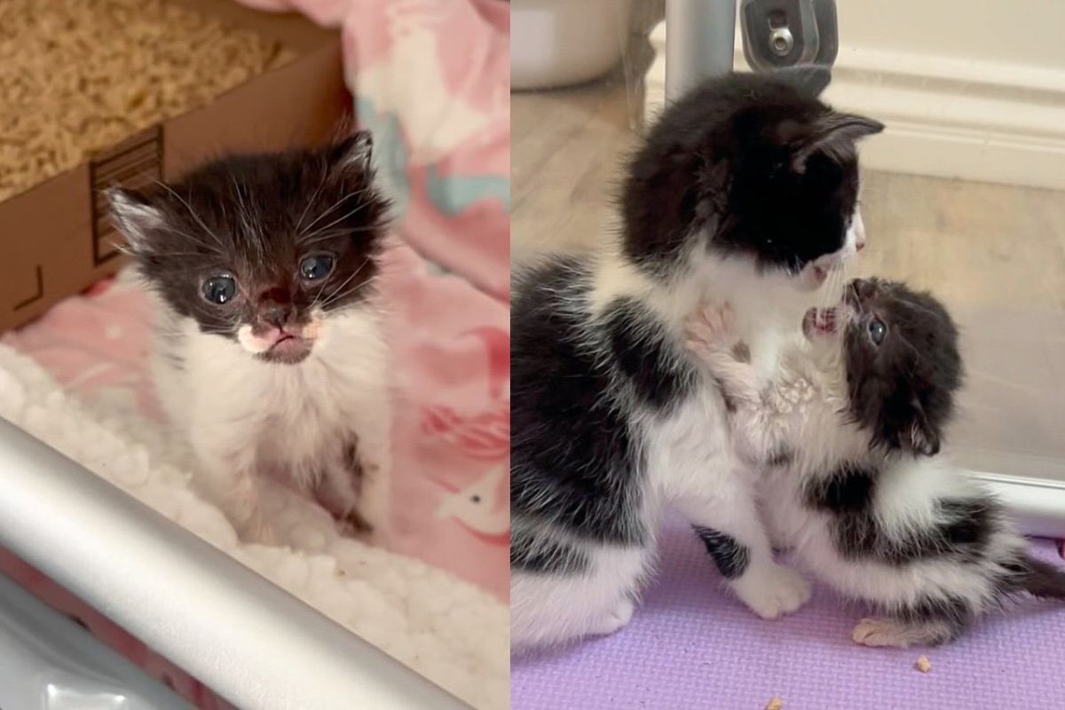 Kitten Incredibly Small Compared to Her Littermates Has the Heart of Big Cat and Won't Let Anything Stop Her