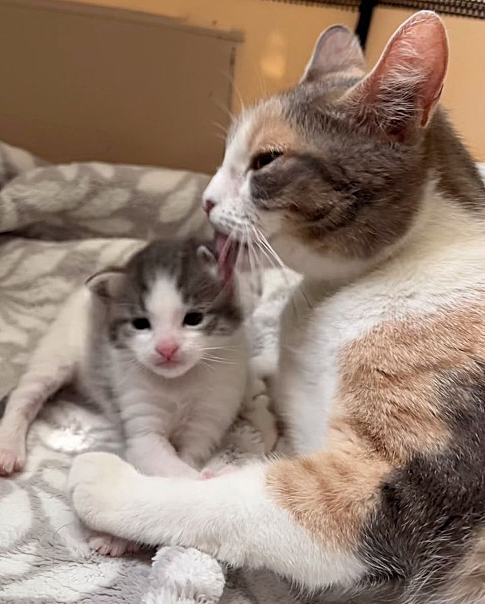 cat grooming kitten loving