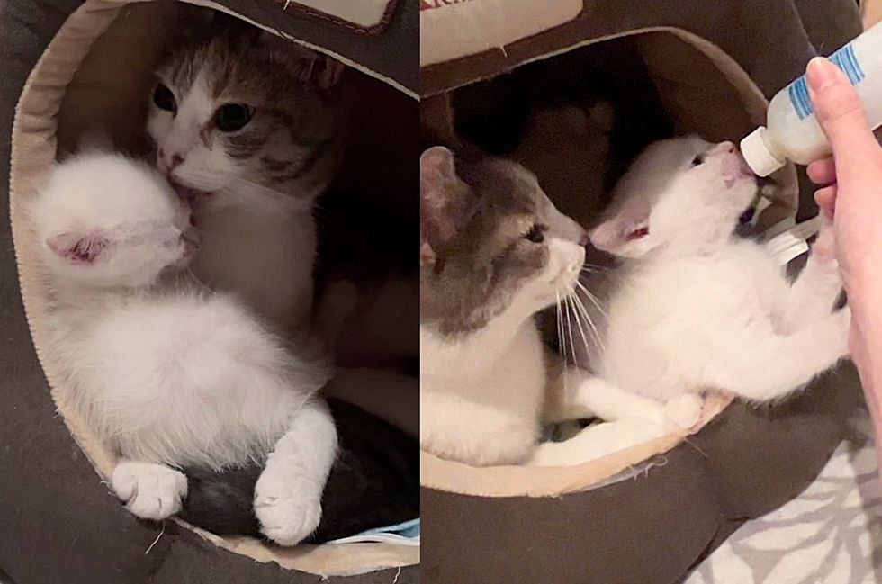cat adopted kitten snuggles