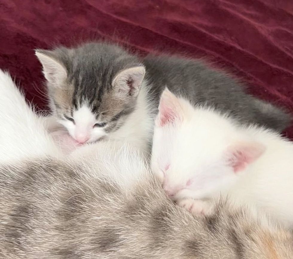 gatitos amamantando uno al lado del otro