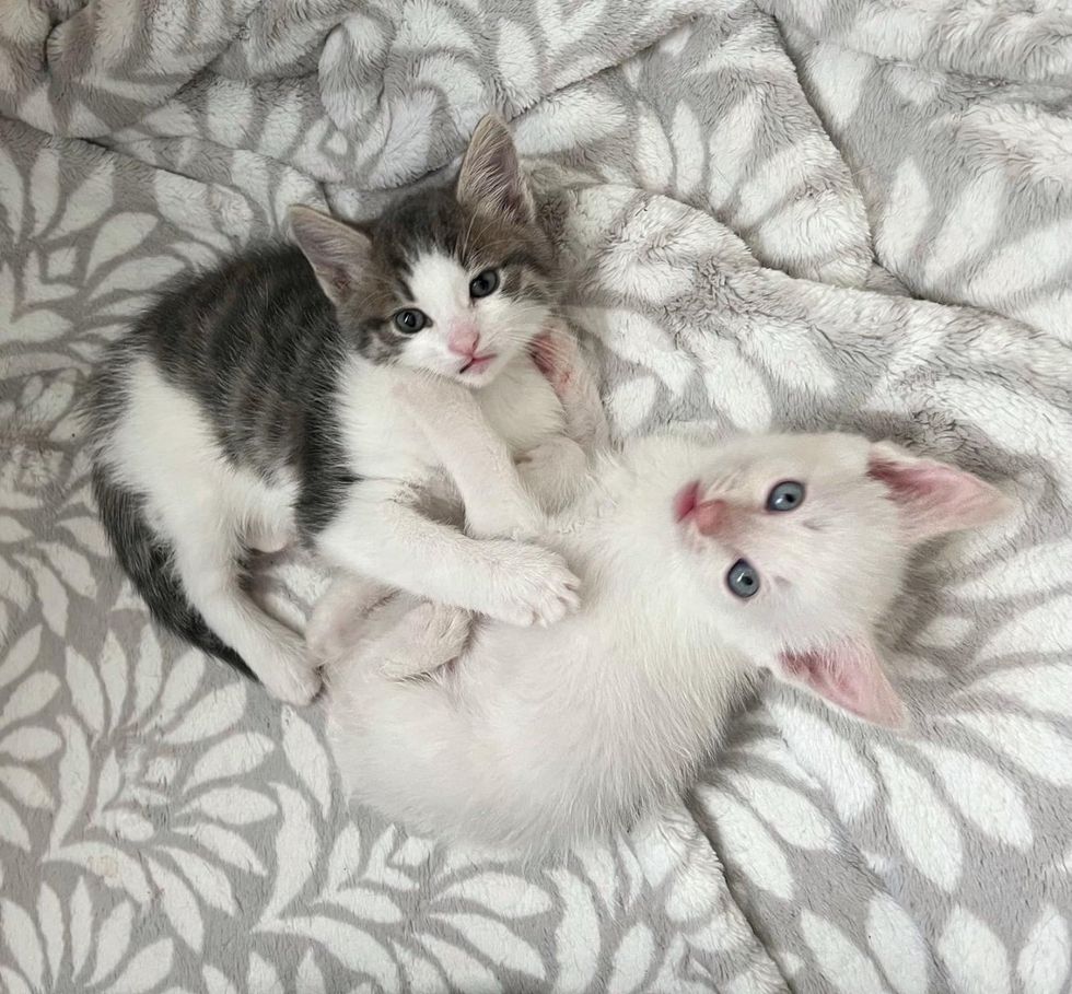 kittens snuggle best friends