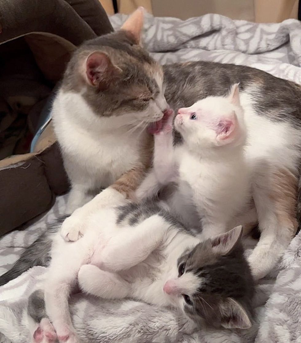 cat mom kittens snuggly