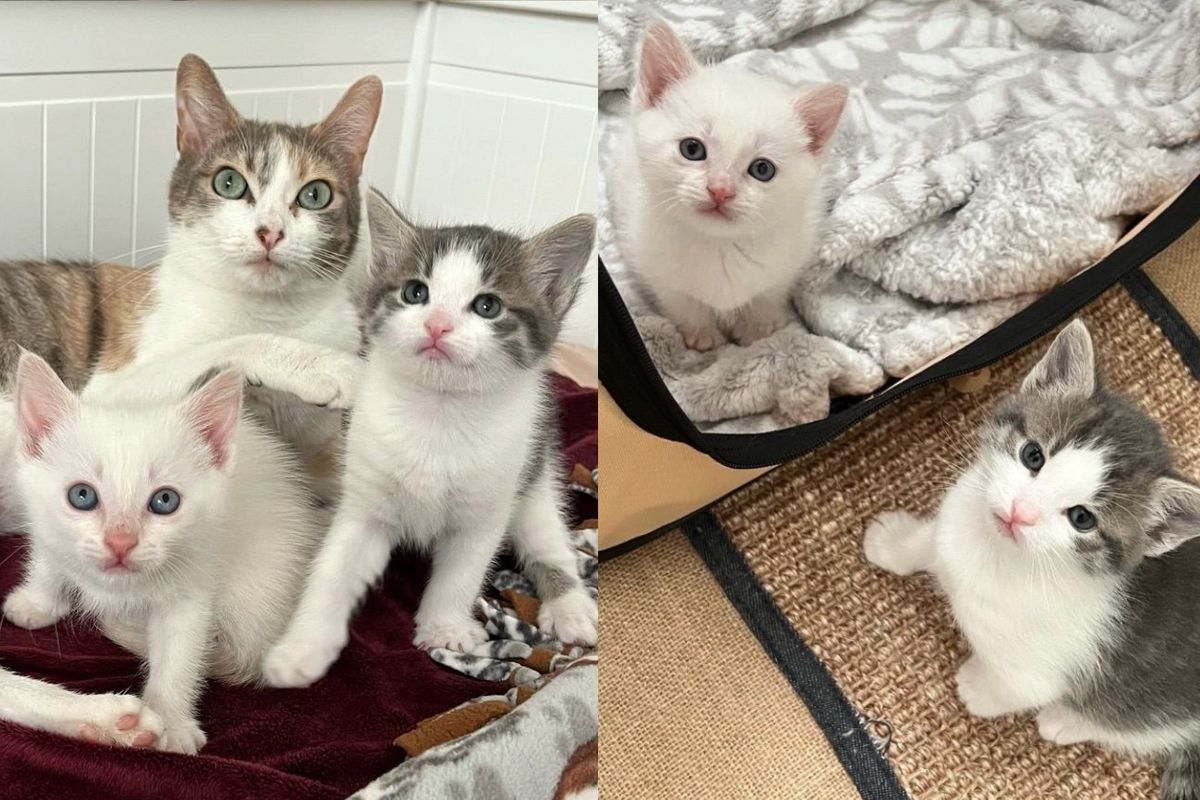 Cat and Her Solo Kitten Open Their Hearts to a Lost Kitty and Form Perfectly Blended Family