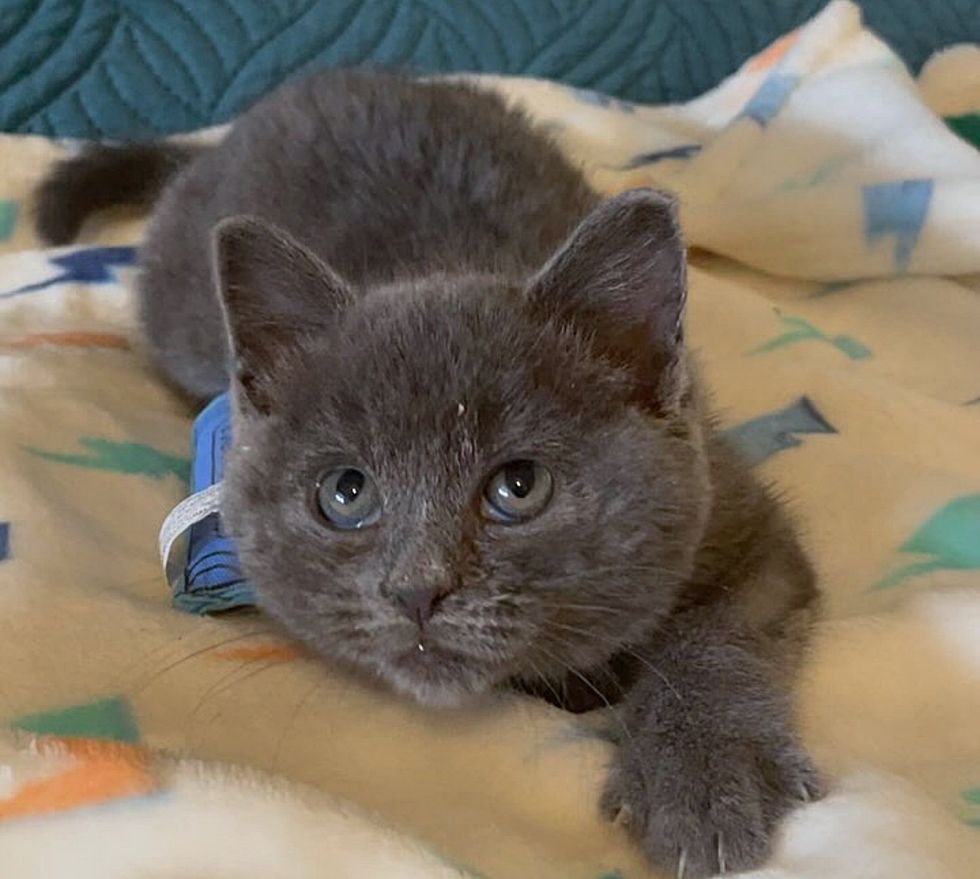 gray kitten sweet