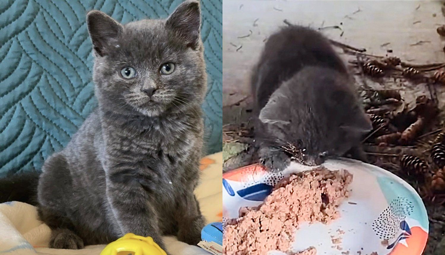 Family Heard Screaming and Saw Kitten on Other Side of the Fence, That