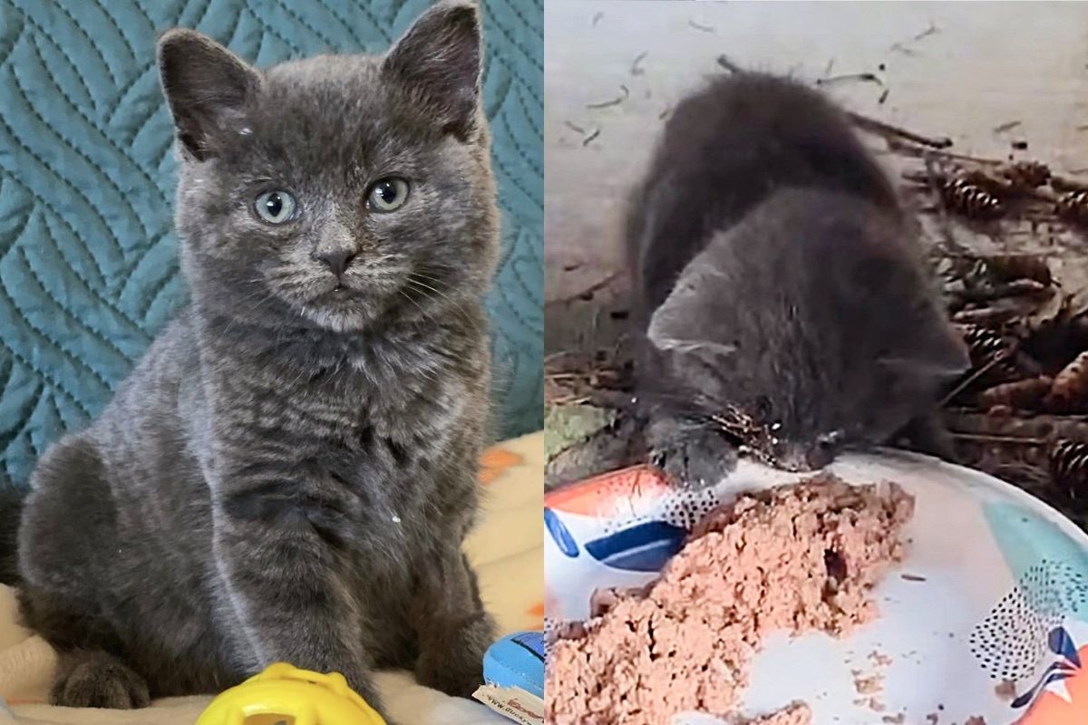 Family Heard Screaming and Saw Kitten on Other Side of the Fence, That Night Her Luck Finally Turned Around