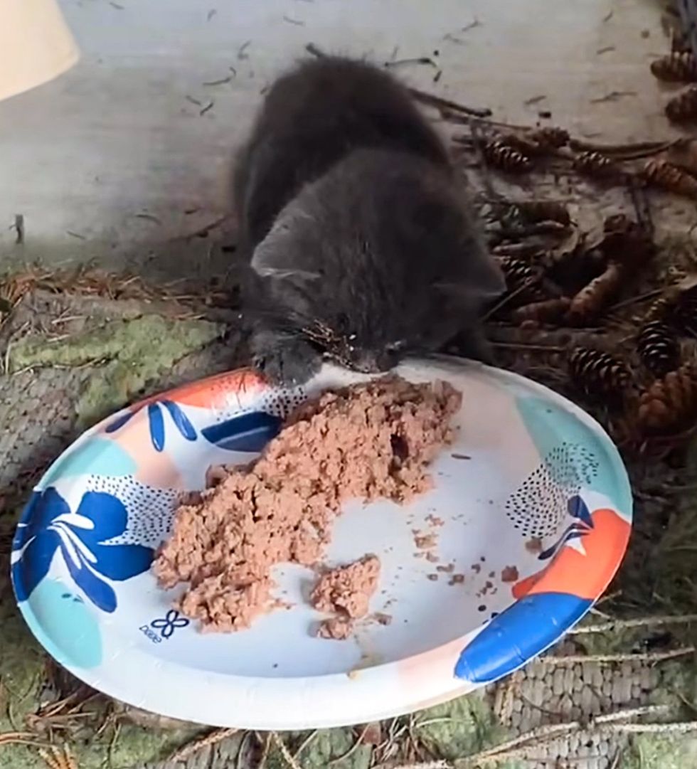 gatito callejero hambriento
