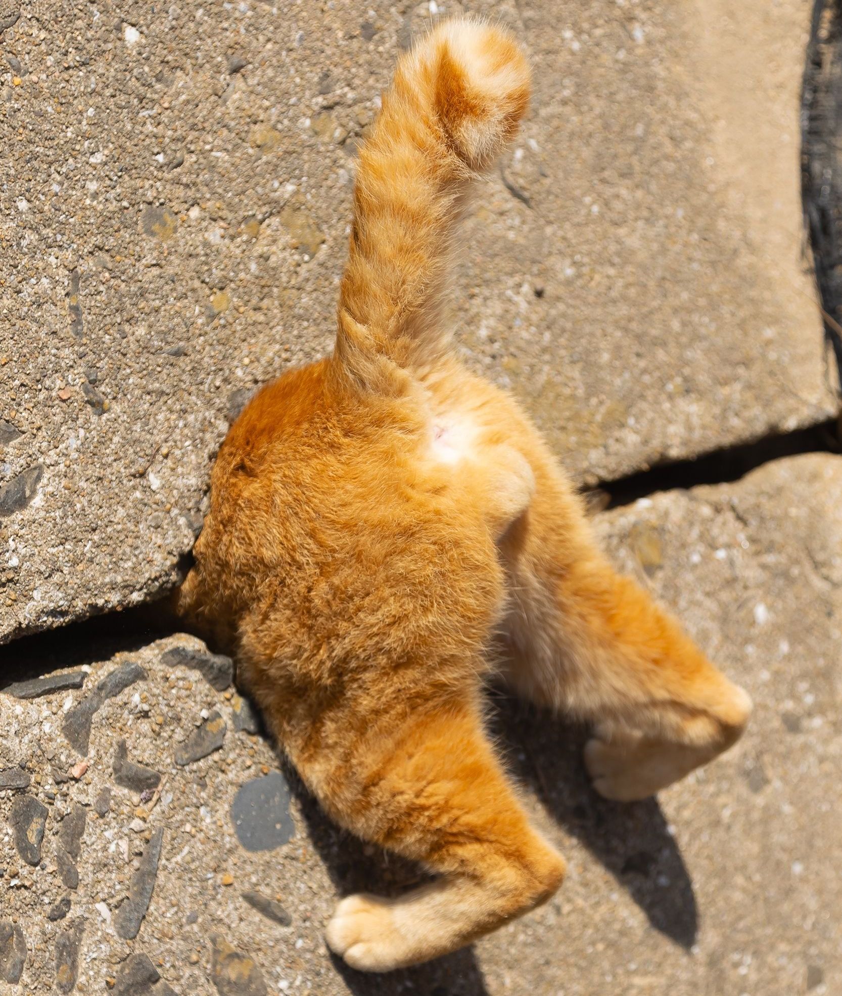 comedy pet awards, funny pet photos, photography awards
