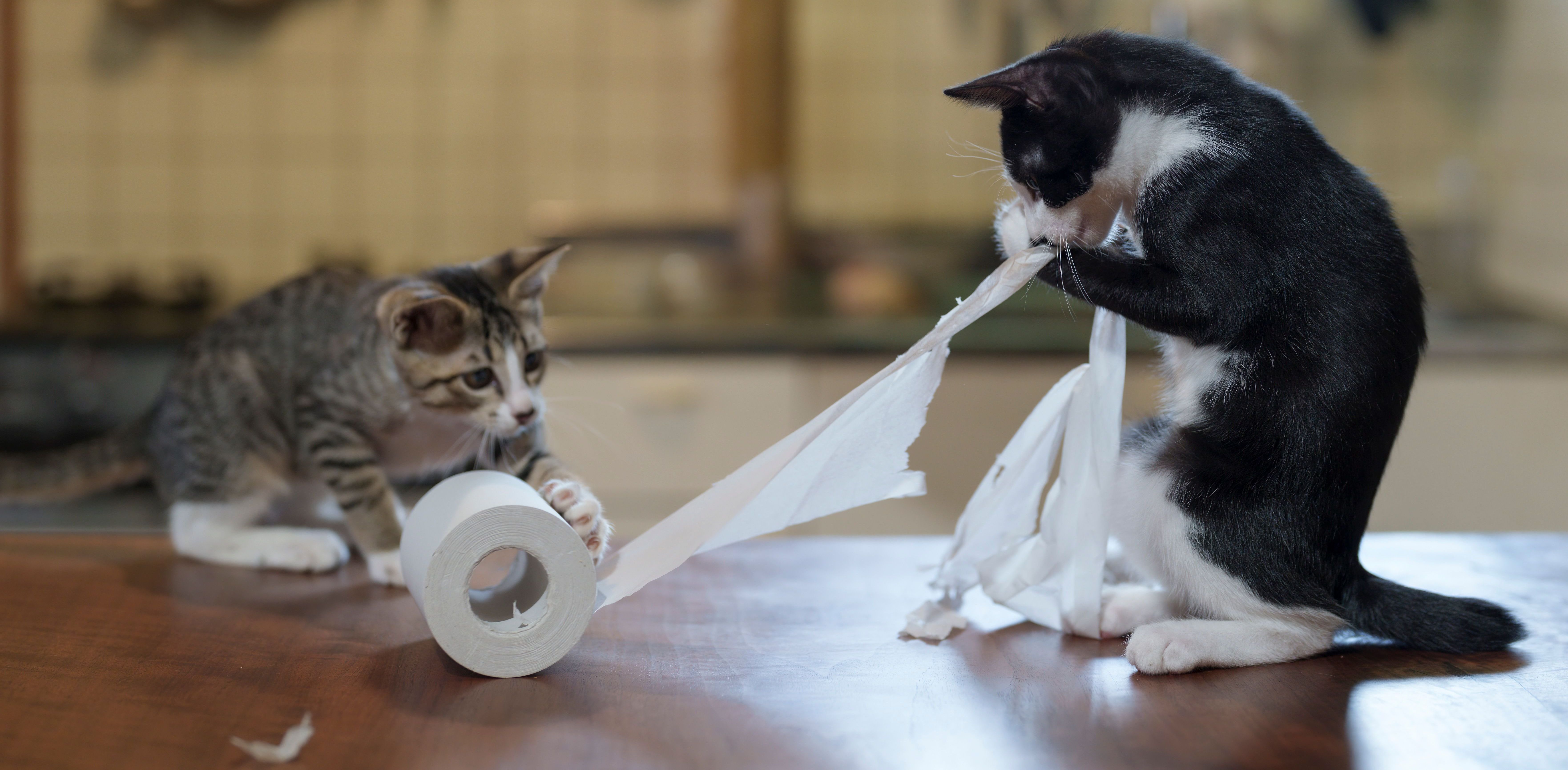 comedy pet awards, funny pet photos, photography awards