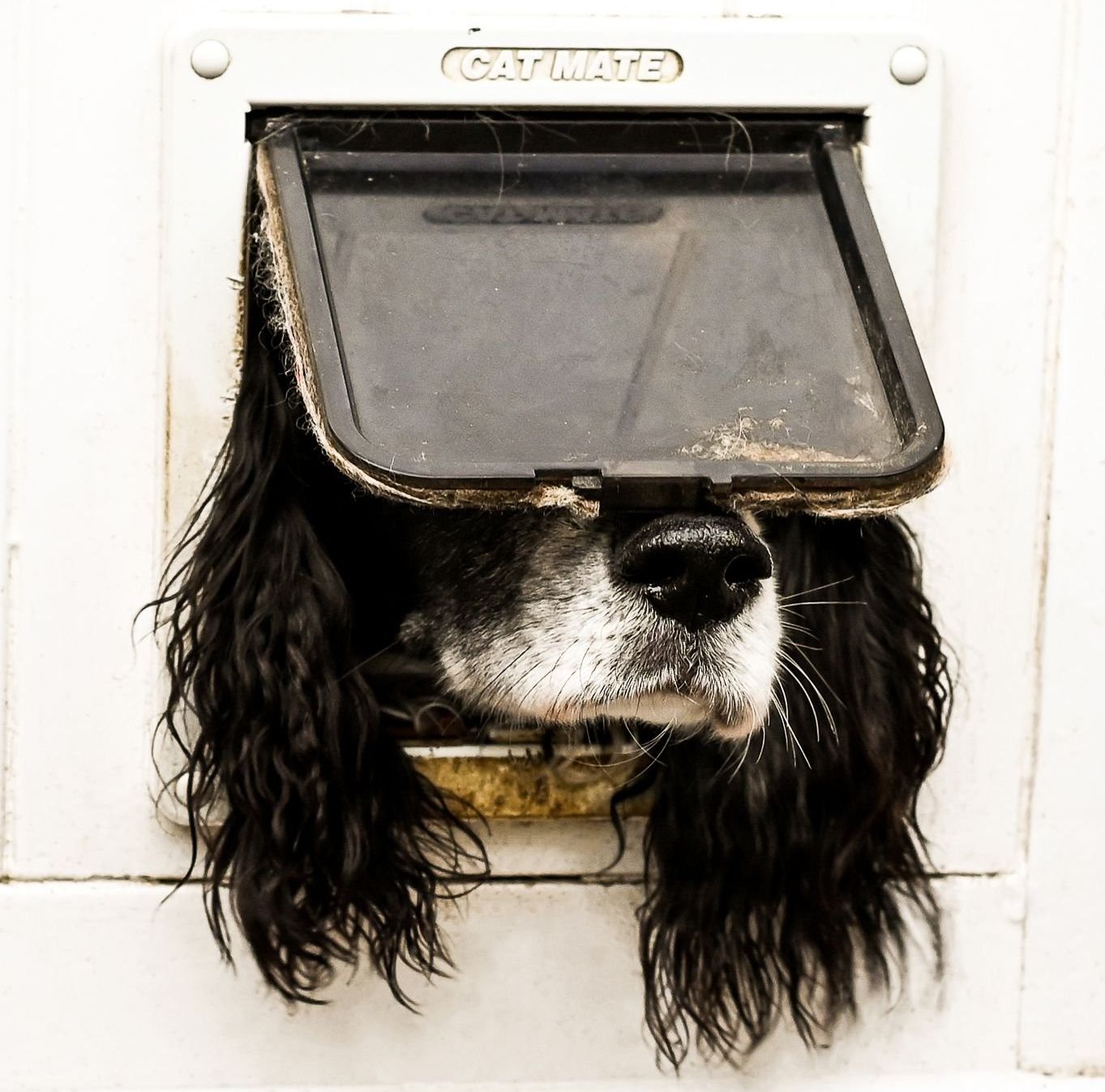 comedy pet awards, funny pet photos, photography awards