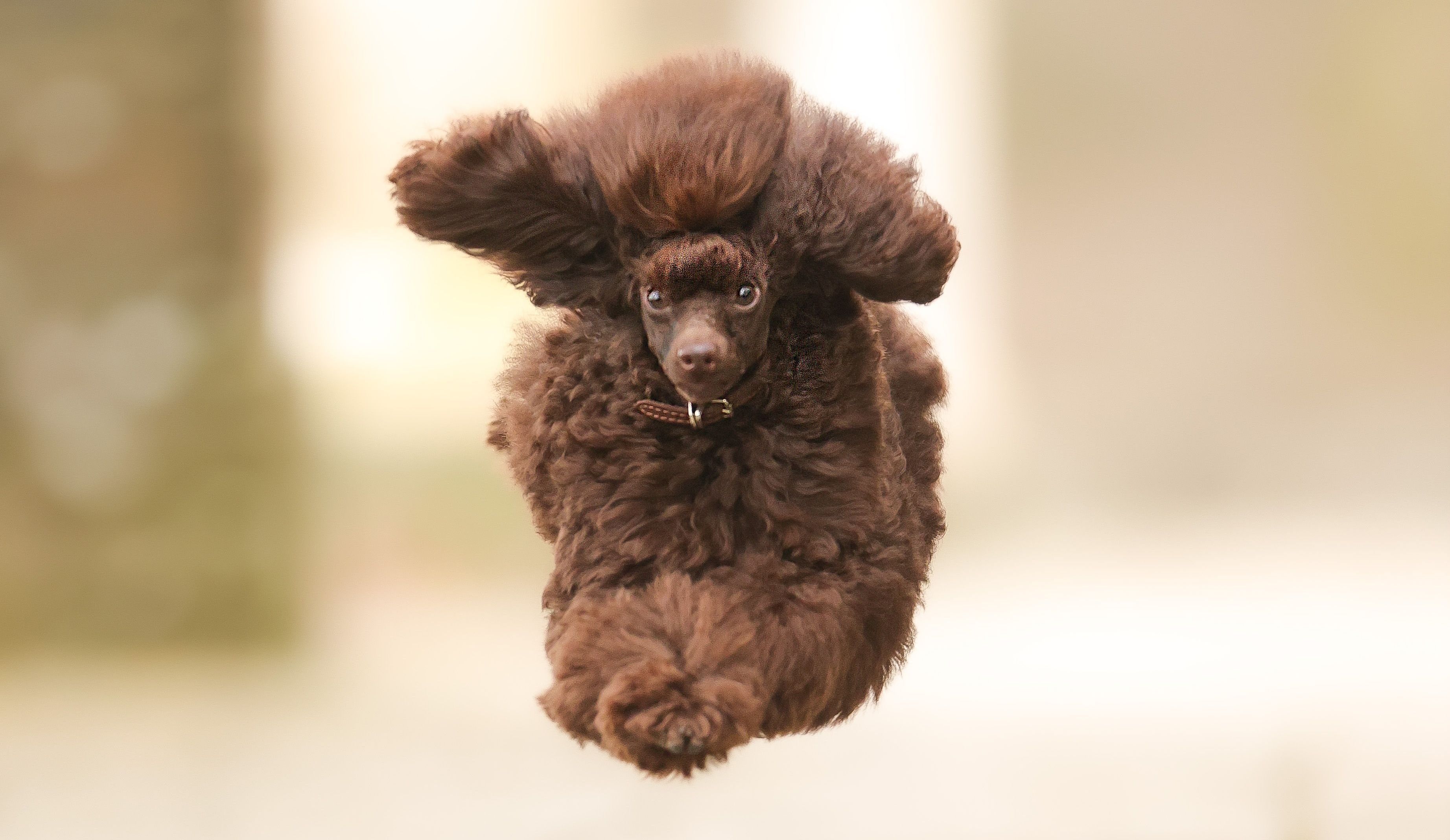 comedy pet awards, funny pet photos, photography awards