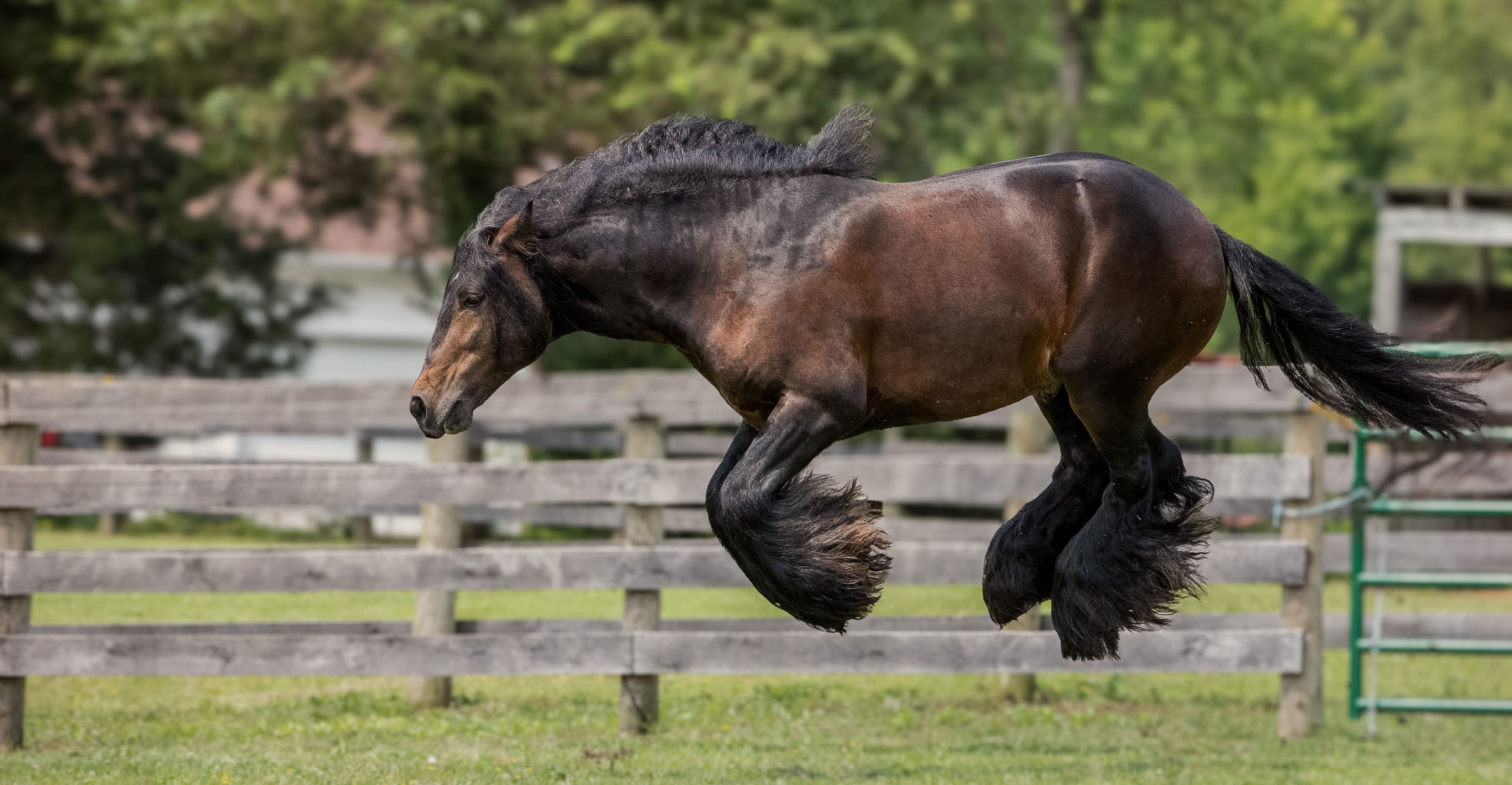 comedy pet awards, funny pet photos, photography awards