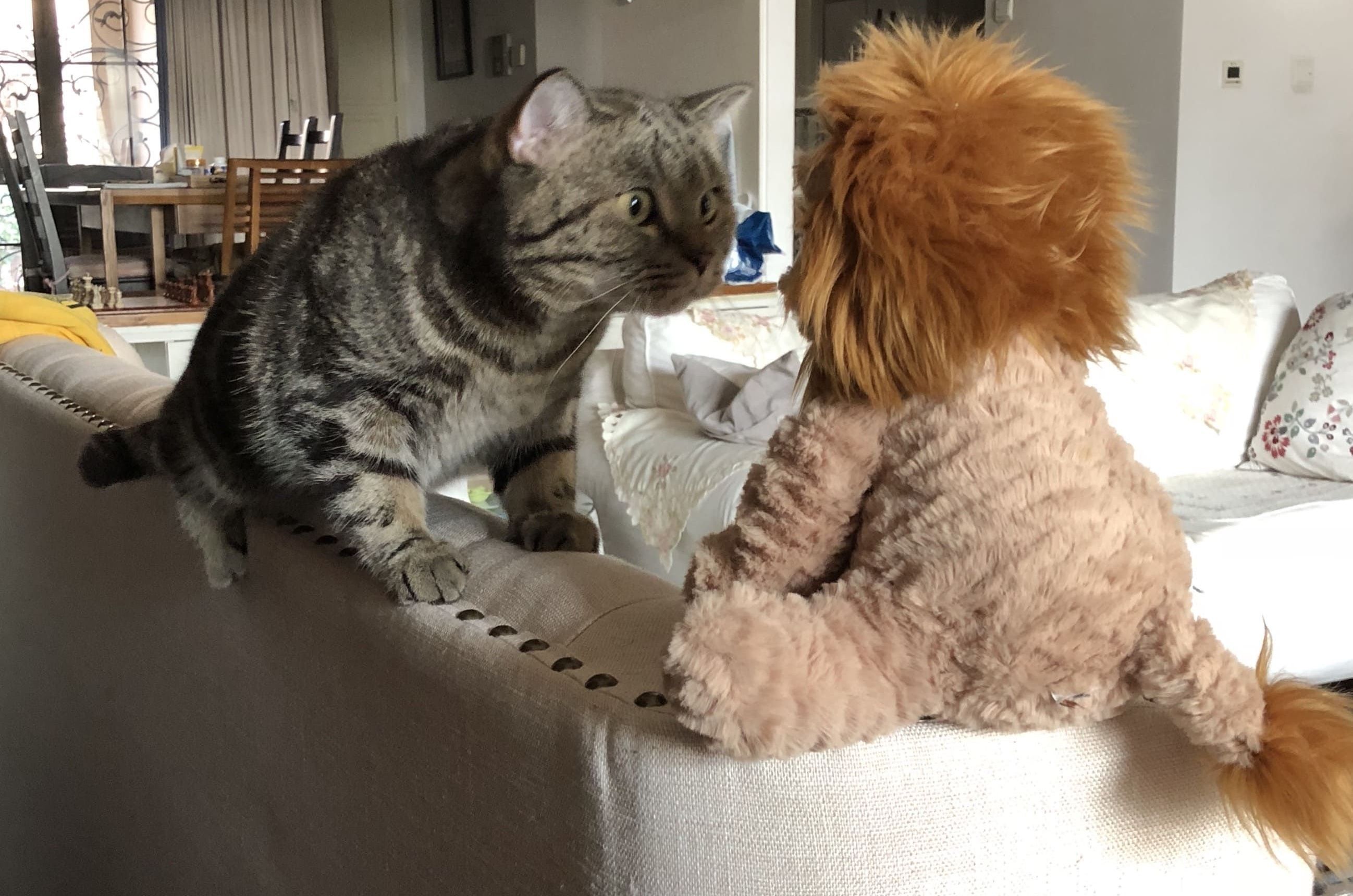 comedy pet awards, funny pet photos, photography awards