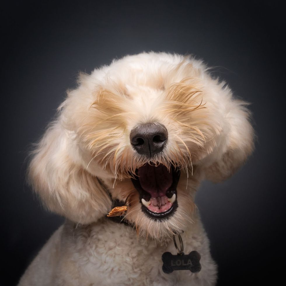 comedy pet awards, funny pet photos, photography awards