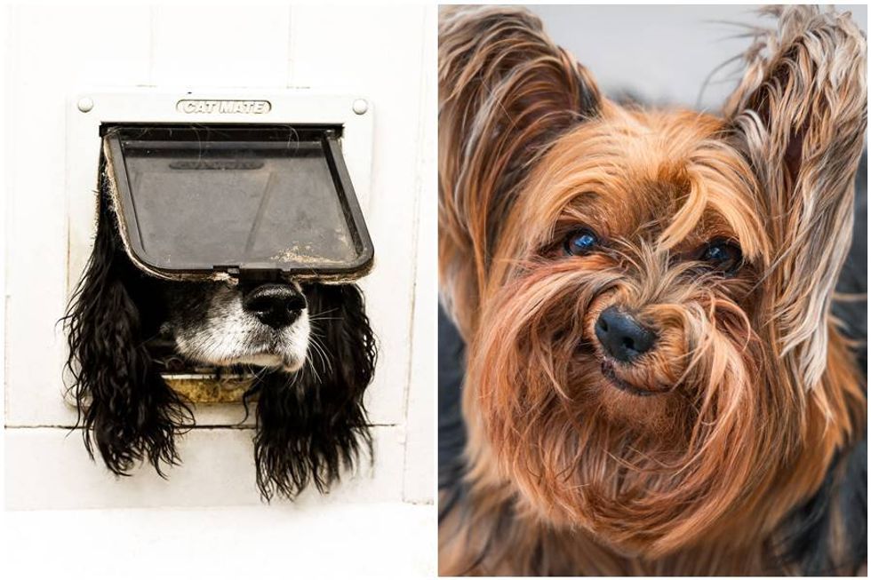 15 of the funniest entries in the 2024 Comedy Pet Photography Awards contest
