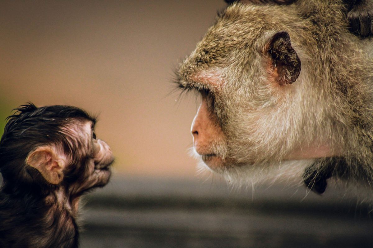 adult monkey looking at baby monkey