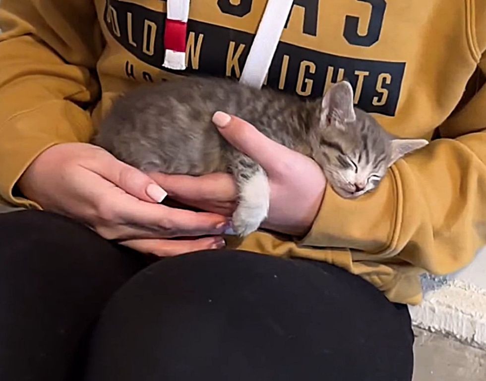 sleeping kittens arms
