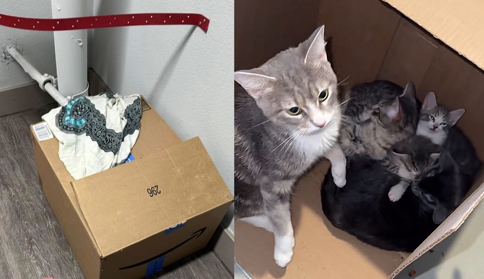 caja gatos gatitos