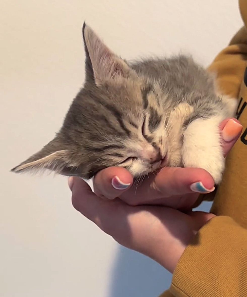 sleeping kitten hand