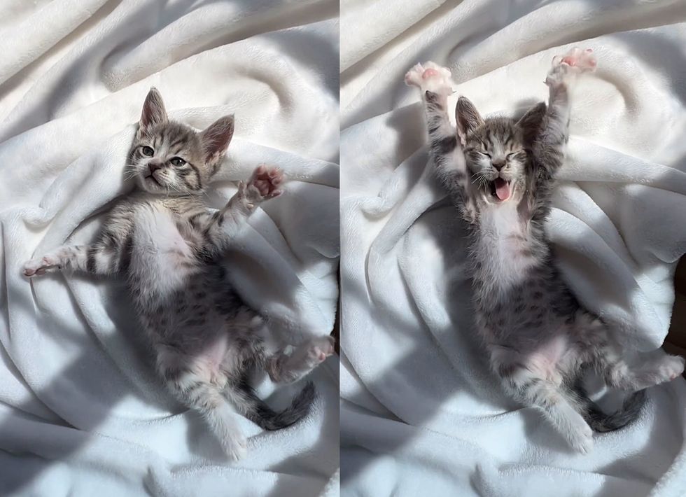 tabby kitten stretching