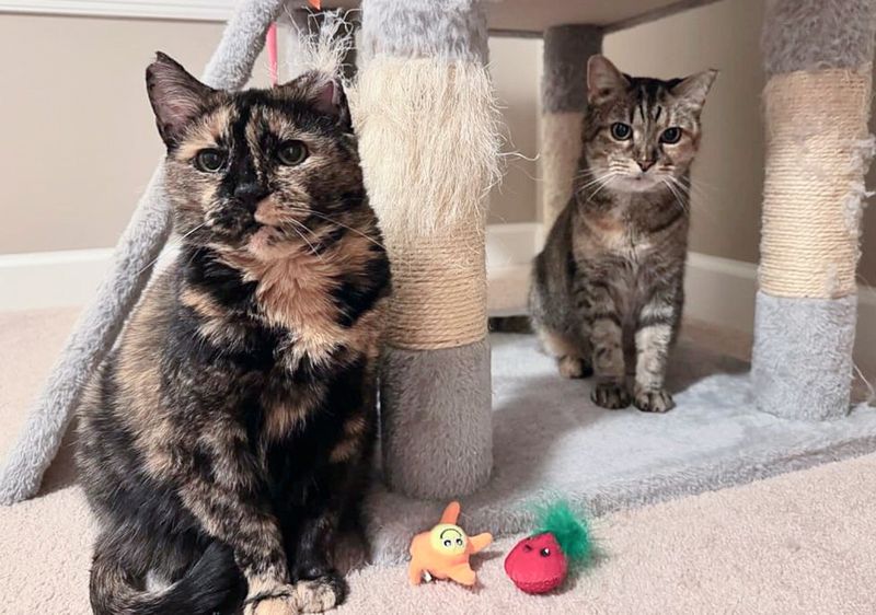 tortie torbie cats