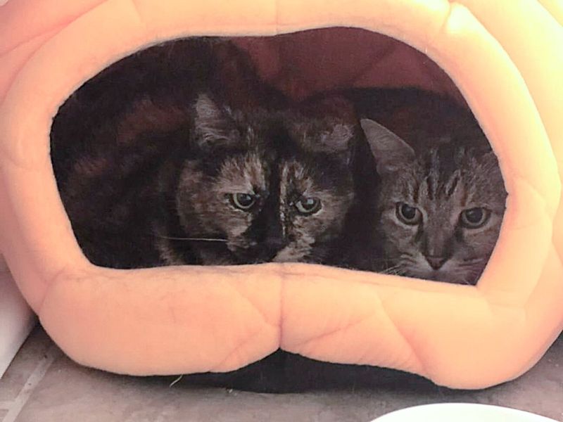 bonded cats hiding