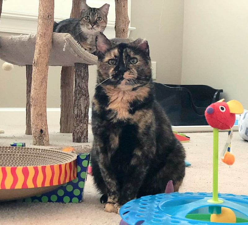 sweet cats tortie