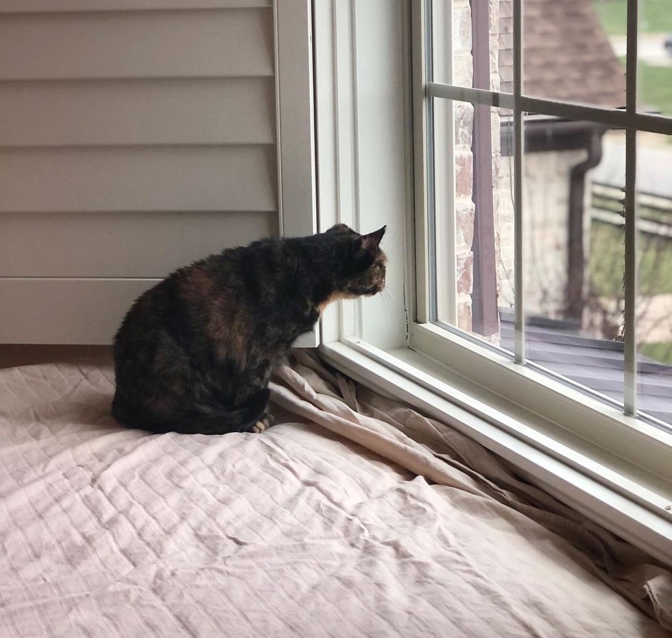 tortie cat window watching