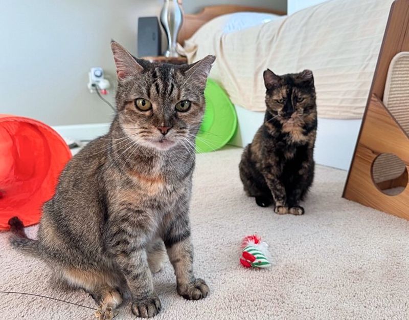 tortie torbie cats