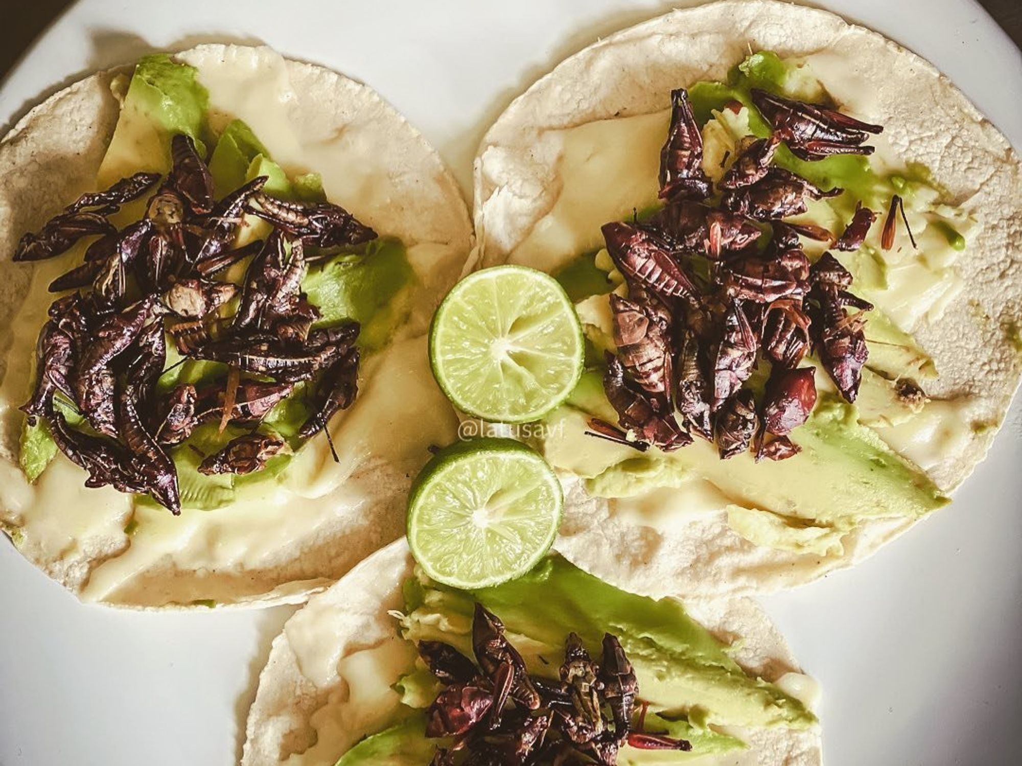 Grasshopper tacos