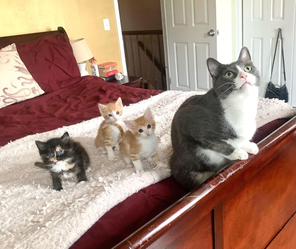 cat kittens bed